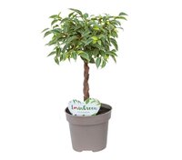 Ficus Lucky pot 12 cm