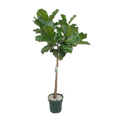 Ficus Lyrata