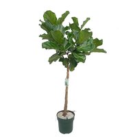Ficus Lyrata