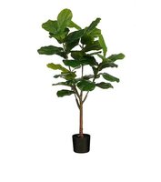 Ficus lyrata d50h150cm groen in&outdoor