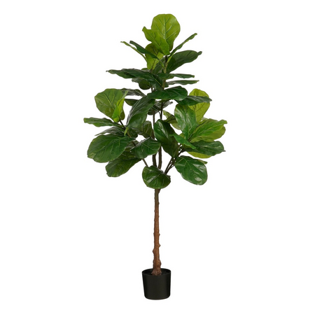 Ficus lyrata d60h182cm groen