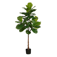Ficus lyrata d60h182cm groen
