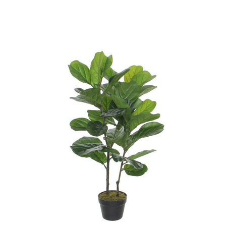Ficus lyrata in pot h100d60cm groen
