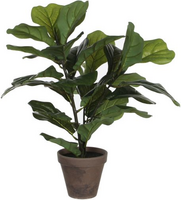 Ficus lyrata in pot h35cm groen