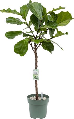 Ficus Lyrata Lion King (Op Stam)