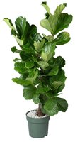 Ficus Lyrata multistam