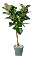 Ficus Makana (Op Stam)