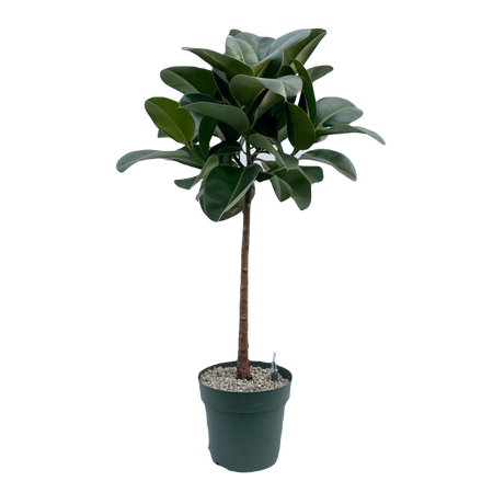 Ficus Makana (Op Stam) pot 27 cm