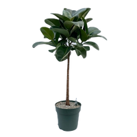 Ficus Makana (Op Stam) pot 27 cm