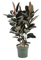 Ficus Makana pot 30 cm