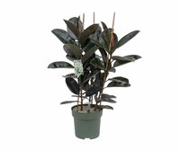 Ficus mandela pot 27cm
