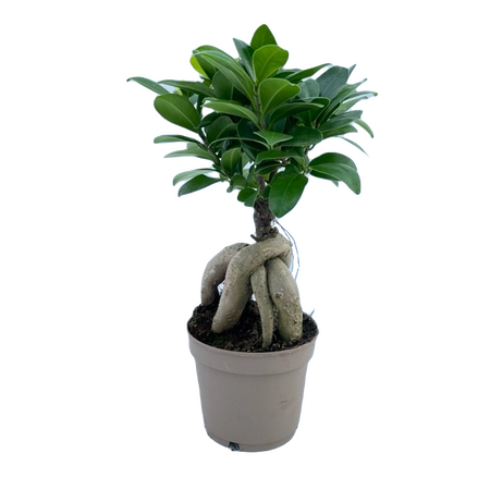 Ficus microcarpa 'Ginseng' pot 12 cm