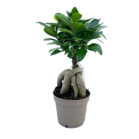 Ficus microcarpa 'Ginseng' pot 12 cm