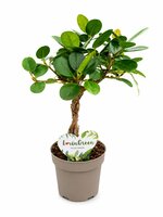 Ficus microcarpa panda pot 12 cm