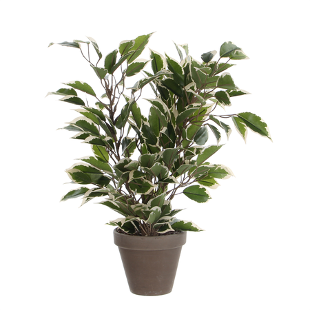 Ficus natasja d30h40cm gr.bont inpt (Zijde-plant)
