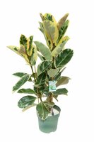 Ficus Odylia Toeffe pot 30cm h120 cm