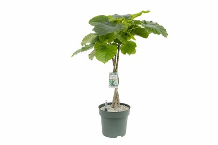 Ficus umbellata pot 27cm
