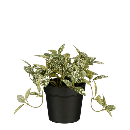 Fittonia in pot d16h16cm groen