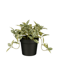 Fittonia in pot d16h16cm groen