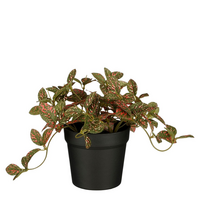 Fittonia in pot d16h16cm rood