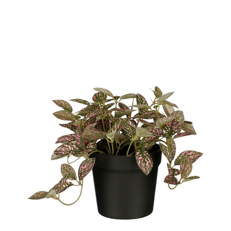 Fittonia in pot d16h16cm roze