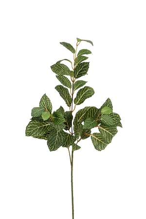 Fittoniatak l75cm groen