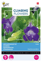 Flowering climbers asarina bl 10zd