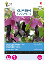 Flowering climbers rhodochiton 10zd - afbeelding 1