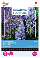 Flowering climbers wisteria blau 2gram