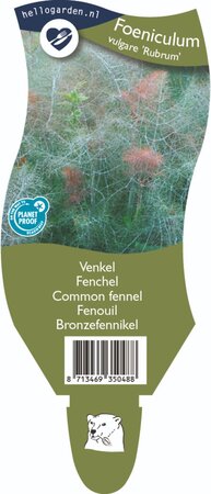 Foeniculum vulgare 'Rubrum'