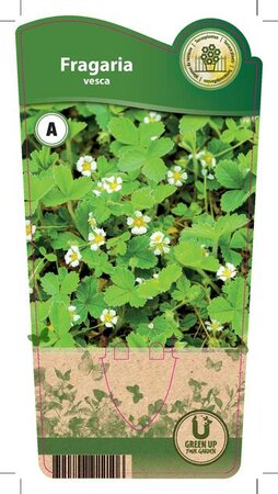 Fragaria vesca vesca