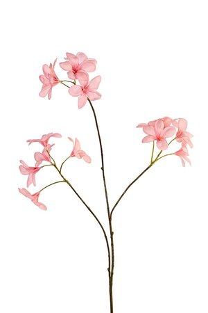 Frangipanisteel l90cm roze