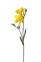 Freesiasteel l68cm geel