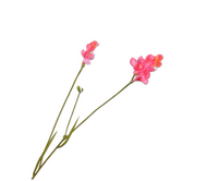 Freesiatak l78cm beauty