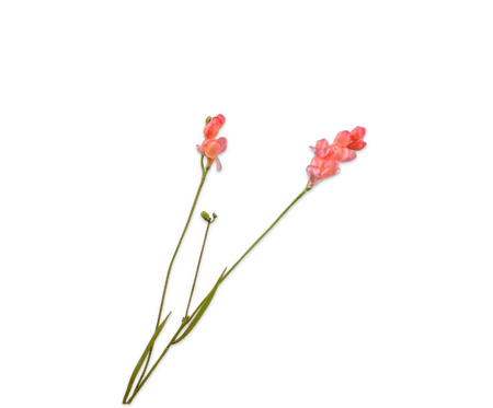 Freesiatak l78cm zalm