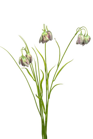 Fritillaria/grassteel l70cm groen