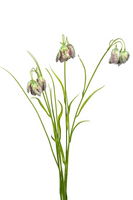 Fritillaria/grassteel l70cm groen