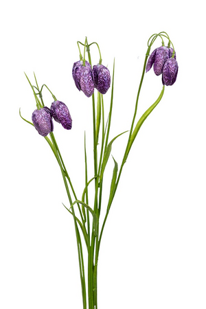 Fritillaria/grassteel l70cm paars