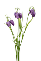 Fritillaria/grassteel l70cm paars