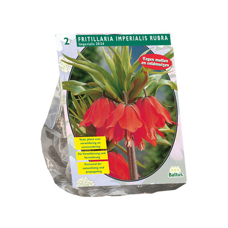 Fritillaria imperialis rubra per 2
