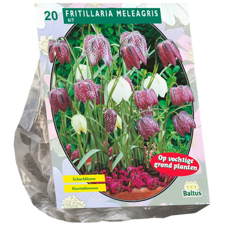 Fritillaria meleagris 20st