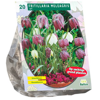 Fritillaria meleagris 20st