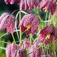Fritillaria meleagris