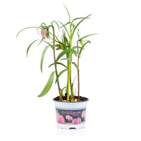 Fritillaria meleagris P9