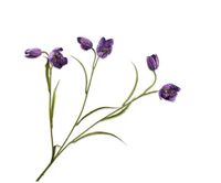 Fritillariasteel l64cm lavendel