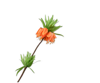 Fritillariasteel l64cm oranje