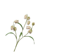 Fritillariasteel l70cm creme/groen