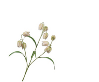 Fritillariasteel l70cm creme/groen - afbeelding 2