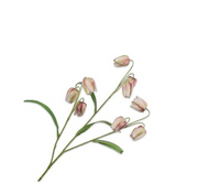 Fritillariasteel l70cm mauve - afbeelding 2