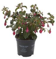 Fuchsia Bella Fuchsia hangend P10,5